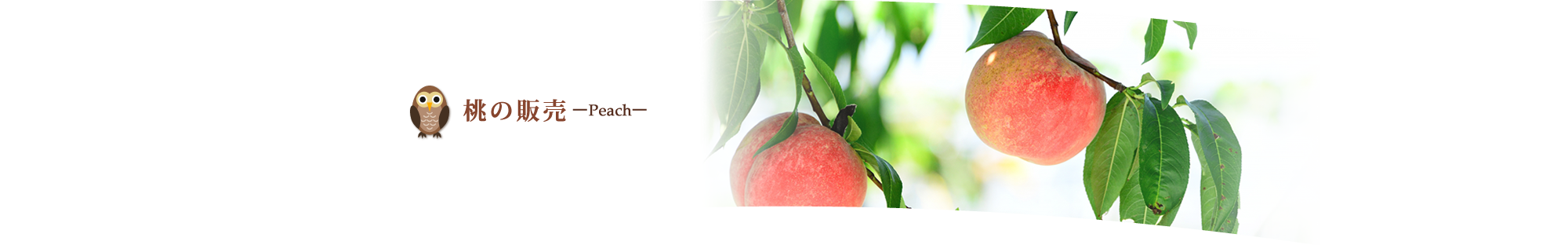 山梨のぶどうと桃、食べ放題　清香園｜桃（もも モモ）の販売・種類
